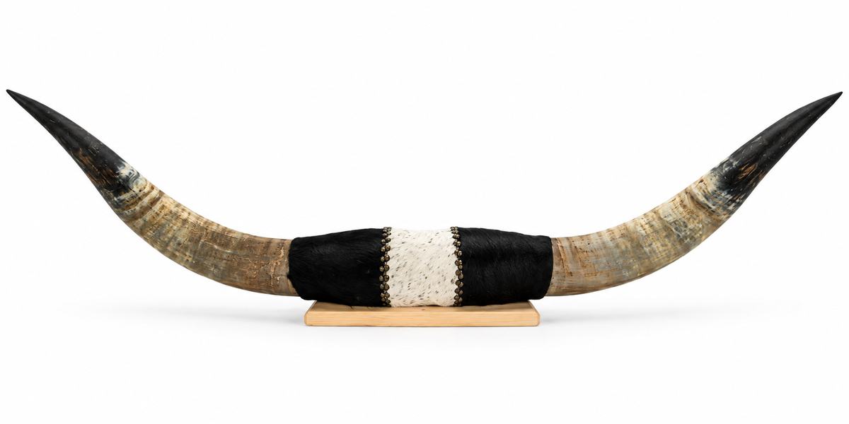 Authentic USA Made Mounted Steer Horns (34" Span)